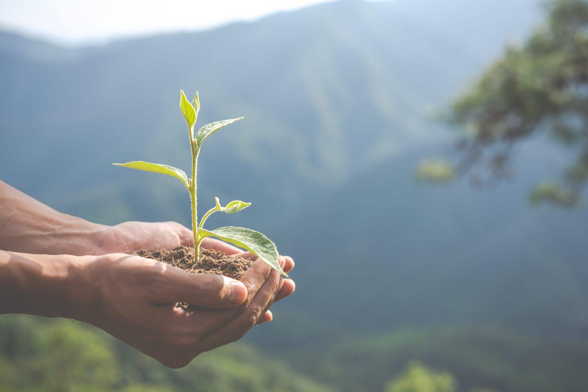 Close-up de mãos segurando uma muda de planta com solo, representando o papel do desenvolvimento sustentável em promover práticas ecológicas e preservação ambiental.